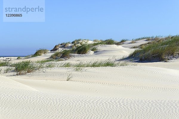 Sanddünen bewachsen mit Strandhafer (Ammophila)  Norderney  Ostfriesische Inseln  Nordsee  Niedersachsen  Deutschland  Europa