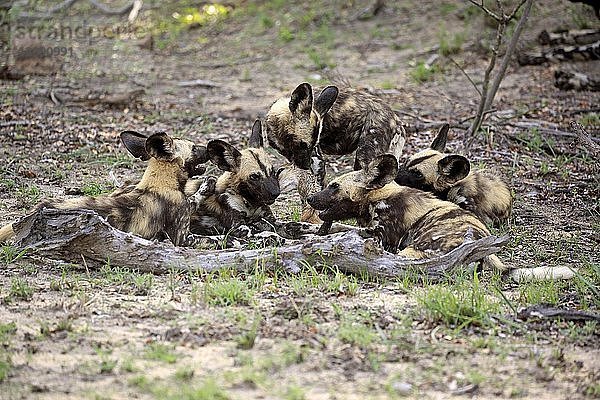 Afrikanische Wildhunde (Lycaon pictus)  erwachsen  Rudel frisst Beute  Sozialverhalten  Sabi Sand Game Reserve  Kruger National Park  Südafrika  Afrika