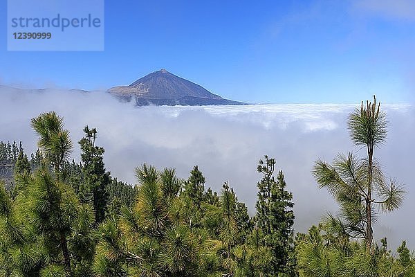 Kanarische Kiefer (Pinus canariensis) vor der Wolkendecke  auf der Rückseite des Vulkans Pico del Teide  Nationalpark Teide  Teneriffa  Kanarische Inseln  Spanien  Europa