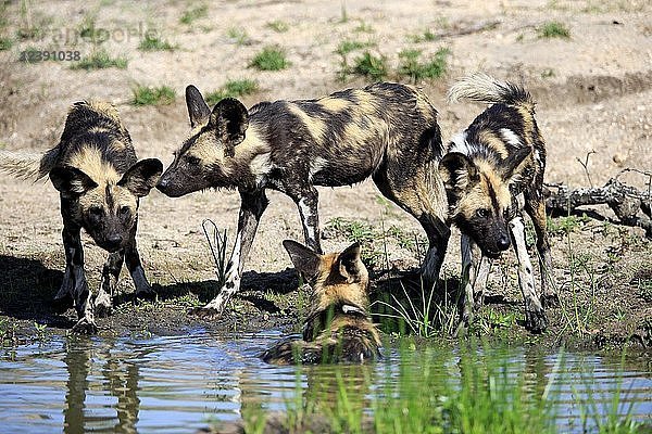Afrikanische Wildhunde (Lycaon pictus)  erwachsen  Rudel am Wasserloch  Sabi Sand Game Reserve  Kruger National Park  Südafrika  Afrika