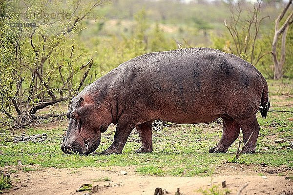 Flusspferd (Hippopotamus amphibius)  erwachsen  frisst frisches Gras  Futtersuche  Sabi Sand Game Reserve  Kruger National Park  Südafrika  Afrika