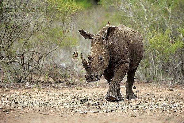 Breitmaulnashorn (Ceratotherium simum)  erwachsen  laufend  mit fliegendem Rotschnabel-Madenhacker (Buphagus erythrorhynchus)  Dickhäuter  Krüger-Nationalpark  Südafrika  Afrika