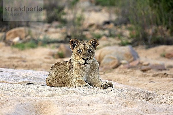 Löwe (Panthera leo)  erwachsenes Weibchen  ruhend  liegend  beobachtend  in trockenem Flussbett  Sabi Sand Game Reserve  Krüger National Park  Südafrika  Afrika