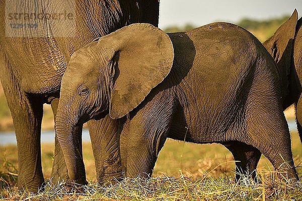 Kleiner Elefant (Loxodonta africana) steht vor dem Muttertier  Chobe National Park  Botswana  Afrika