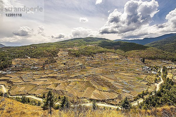 Terrassenanbau  Landschaft mit Reisfeldern  bewölkte Atmosphäre  Bezirk Paro  Himalaya-Region  Königreich Bhutan