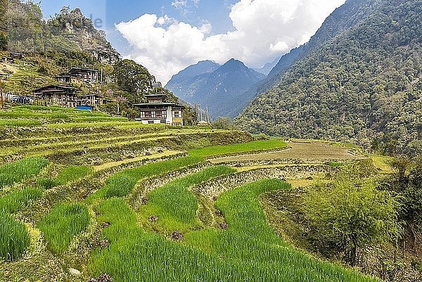 Bauernhaus mit Reisfeldern in einer Berglandschaft  in der Nähe von Gasa  Himalaya-Region  Bhutan  Asien