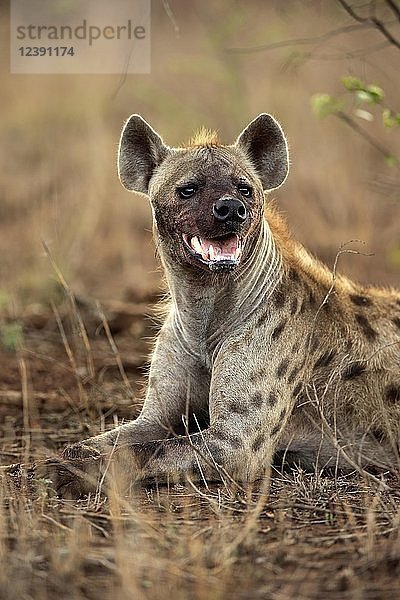 Tüpfelhyäne (Crocuta crocuta)  erwachsen  am Boden liegend  Tierporträt  beobachtend  Krüger-Nationalpark  Südafrika  Afrika