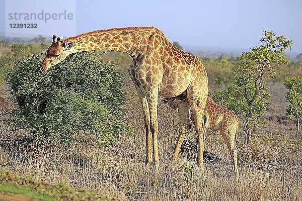 Südliche Giraffen (Giraffa camelopardalis giraffa)  Muttertier säugt Jungtier bei der Fütterung  Krüger-Nationalpark  Südafrika  Afrika