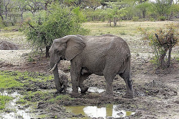 Afrikanische Elefanten (Loxodonta africana)  Elefantenkuh mit Jungtier am Schlammloch  Sabi Sand Game Reserve  Kruger National Park  Südafrika  Afrika