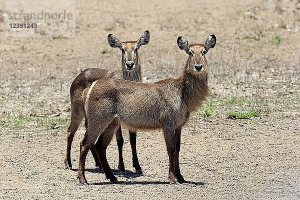 Ellipsen-Wasserbock (Kobus ellipsiprymnus)  erwachsen  zwei Tiere  wachsam  Trockensavanne  Kruger National Park  Südafrika  Afrika