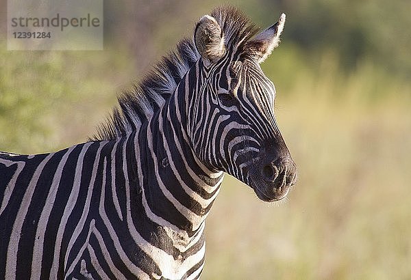 Steppenzebra (Equus quagga)  Tierporträt  Pilanesberg National Park  Pilanesberg Game Reserve  Südafrika  Afrika