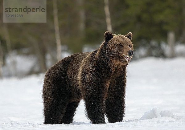 Braunbär (Ursus arctos)  männlich  im Schnee  Region Ruhtinansalmi  Finnland  Europa
