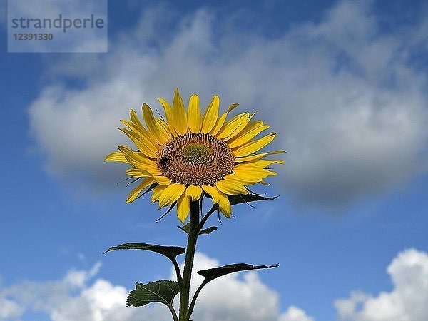 Sonnenblume (Helianthus annuus) vor bewölktem Himmel  Nordrhein-Westfalen  Deutschland  Europa