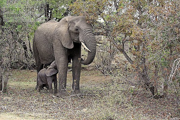 Afrikanischer Elefant (Loxodonta africana)  Jungtier säugt Elefantenkuh  Kruger National Park  Südafrika  Afrika