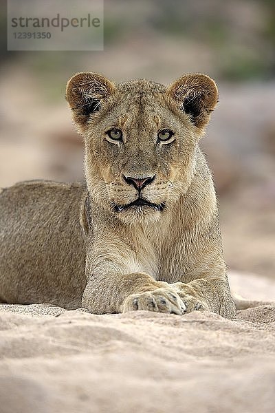 Löwin (Panthera leo)  erwachsenes Weibchen  aufmerksam  beobachtend  liegt im trockenen Flussbett  Sabi Sand Game Reserve  Krüger National Park  Südafrika  Afrika