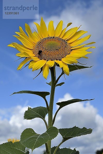 Sonnenblume (Helianthus annuus) vor bewölktem Himmel  Nordrhein-Westfalen  Deutschland  Europa