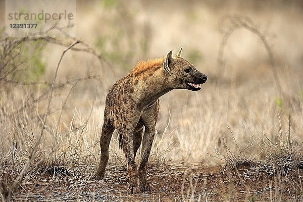 Tüpfelhyäne (Crocuta crocuta)  erwachsen  witternd  wachsam  Krüger-Nationalpark  Südafrika  Afrika