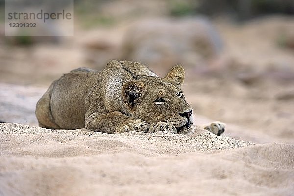 Löwe (Panthera leo)  erwachsenes Weibchen  ruhend  liegend  in trockenem Flussbett  Sabi Sand Game Reserve  Krüger National Park  Südafrika  Afrika