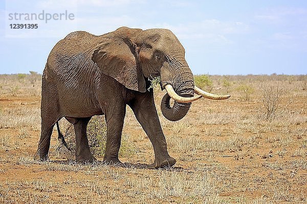 Afrikanischer Elefant (Loxodonta africana)  erwachsenes Männchen beim Fressen  Futtersuche  Bulle  Krüger-Nationalpark  Südafrika  Afrika