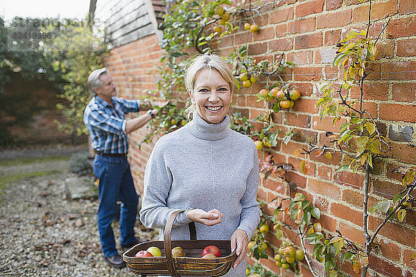 Porträt einer lächelnden  selbstbewussten reifen Frau  die im Garten Äpfel erntet