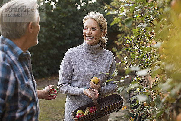 Glückliches reifes Paar erntet Äpfel im Garten