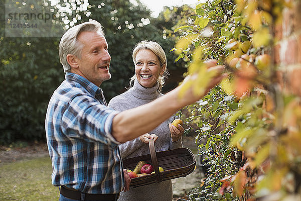 Älteres Paar erntet Äpfel im Garten