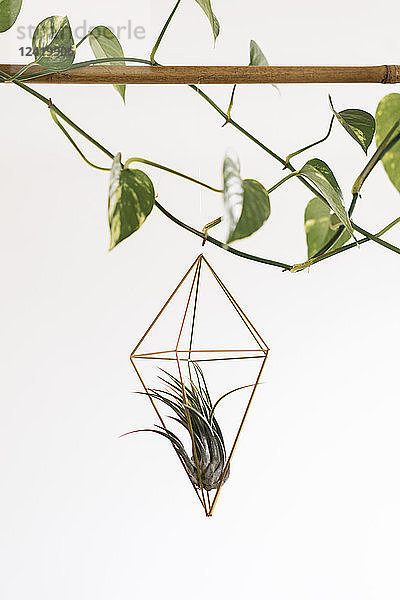 Air plant in a pendant