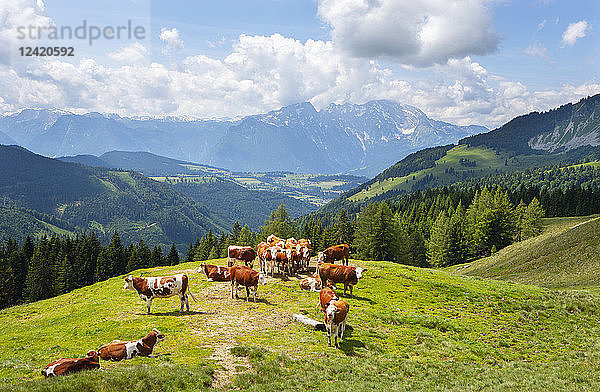 Austria  Salzburg State  Tennengau  Sankt Koloman  cows