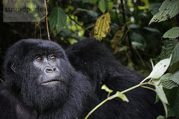 Africa  Democratic Republic of Congo  Mountain gorilla  silverback in jungle