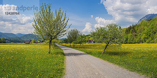 Germany  Bavaria  Allgaeu  Oberallgaeu  Loretto meadow near Oberstdorf in spring