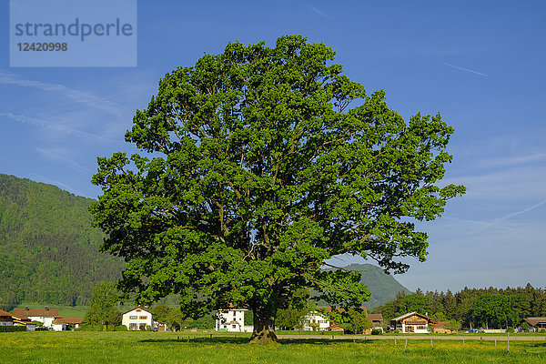 Germany  Bavaria  Upper Bavaria  Chiemgau  Grassau  oak tree