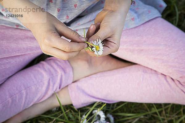 Hands of l ittle girl sitting on a meadow holding daisy  close-up