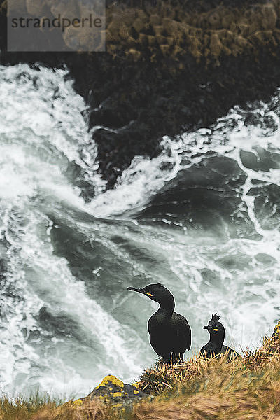 Iceland  two European Shags at cliff
