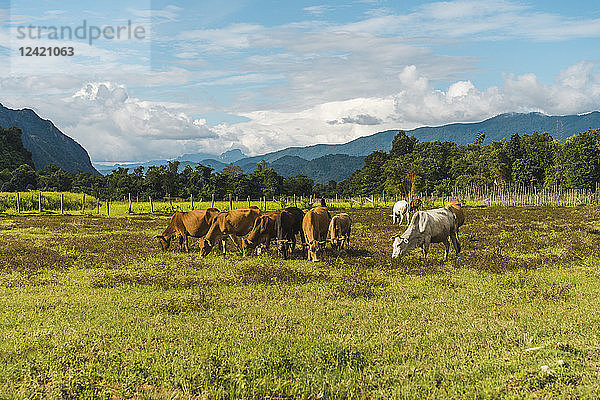 Laos  Vang Vieng  cows in field