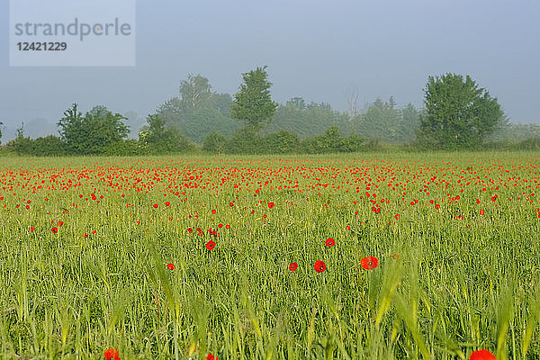 Germany  Bavaria  Kirchheim  meadow with poppies