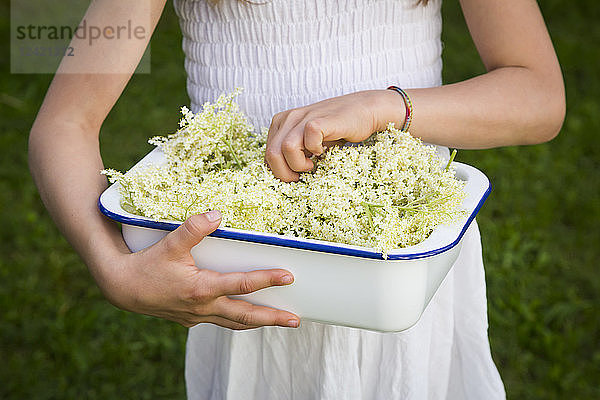 Girl holding bowl of picked elderflowers  partial view