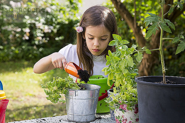 Portrait of little girl potting parsley on table in the garden