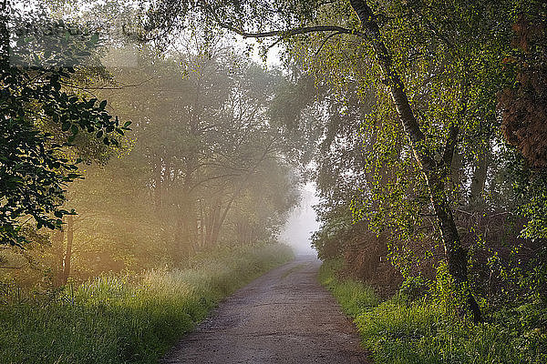 Germany  Bavaria  Swabia  Tussenhausen  forest path and morning fog  Augsburg Western Woods Nature Park
