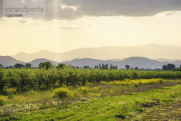 Albania  near Korca  fruit plantation  moody sky