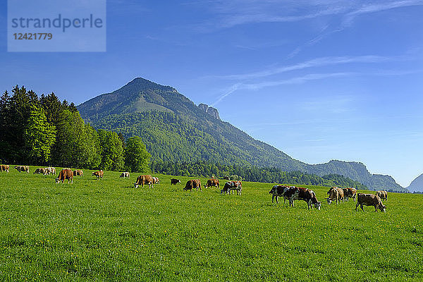 Germany  Bavaria  Upper Bavaria  Chiemgau  Achen Valley  Hochplatte  cows on meadow near Schleching