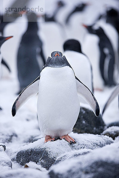 Antarctic  Antarctic Peninsula  Gentoo penguin  Pygoscelis papua
