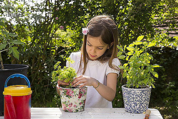 Little girl potting parsley on table in the garden