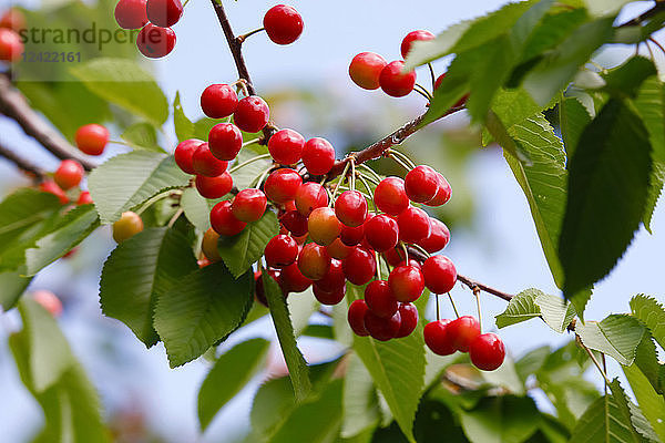 Sweet cherries on tree