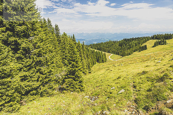 Austria  Styria  forest