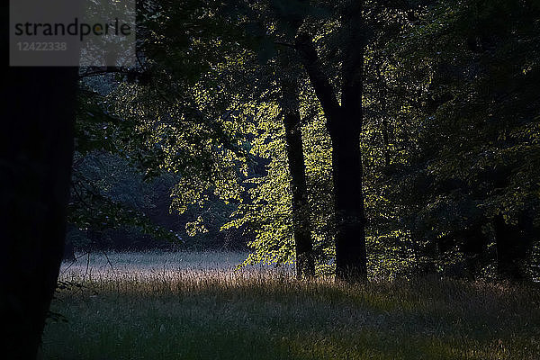 Germany  forest glade in evening light