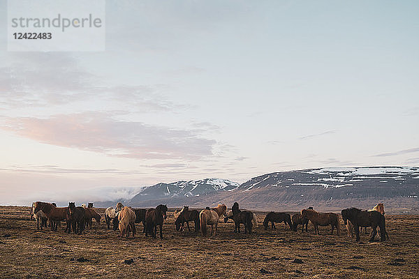 Iceland  North Iceland  Icelandic horses