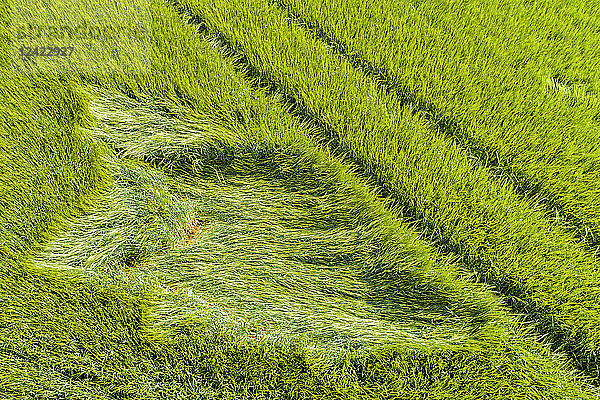 Aerial view of grain field