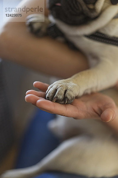 Paw of pug on woman's hand  close-up