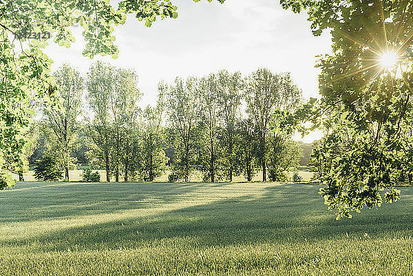 Trees and rural field in backlight