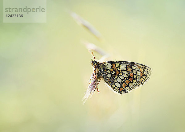 Heath Fritillary butterfly on blossom